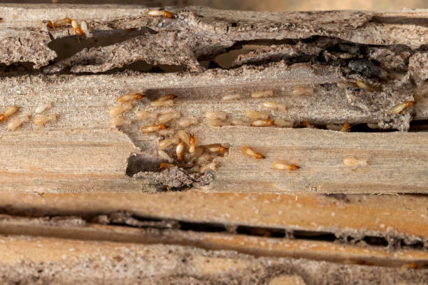 Best Pest Prevention Services  in Arthur, IL